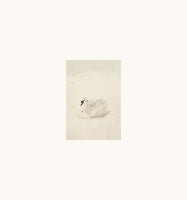 Swan