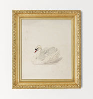 Swan