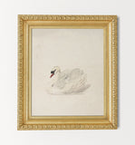 Swan
