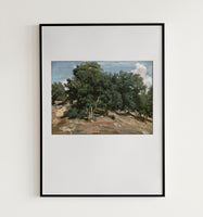 Oak Trees