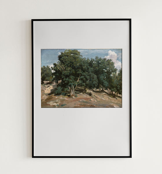 Oak Trees
