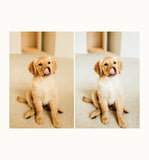 Pretty Paper Presets: The Natural Collection
