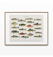 Fish of North America