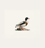Duck 1