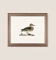 Duck 2