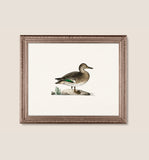Duck 2