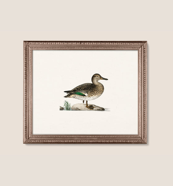Duck 2