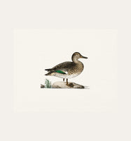 Duck 2