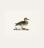 Duck 2