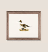 Duck 3