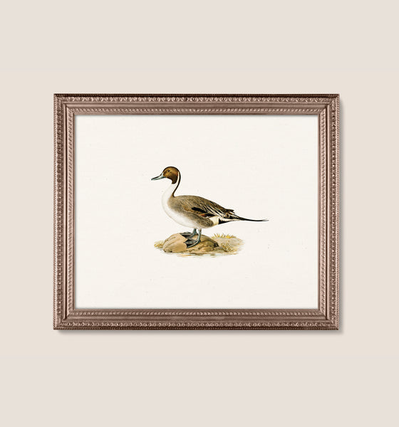 Duck 3