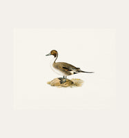 Duck 3
