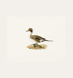 Duck 3